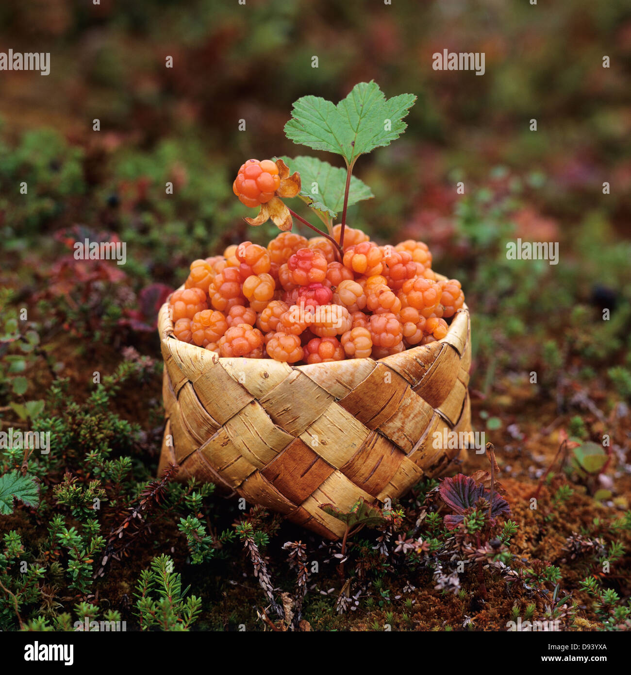 Beerenfrucht mit Blätter in Korb Stockfoto