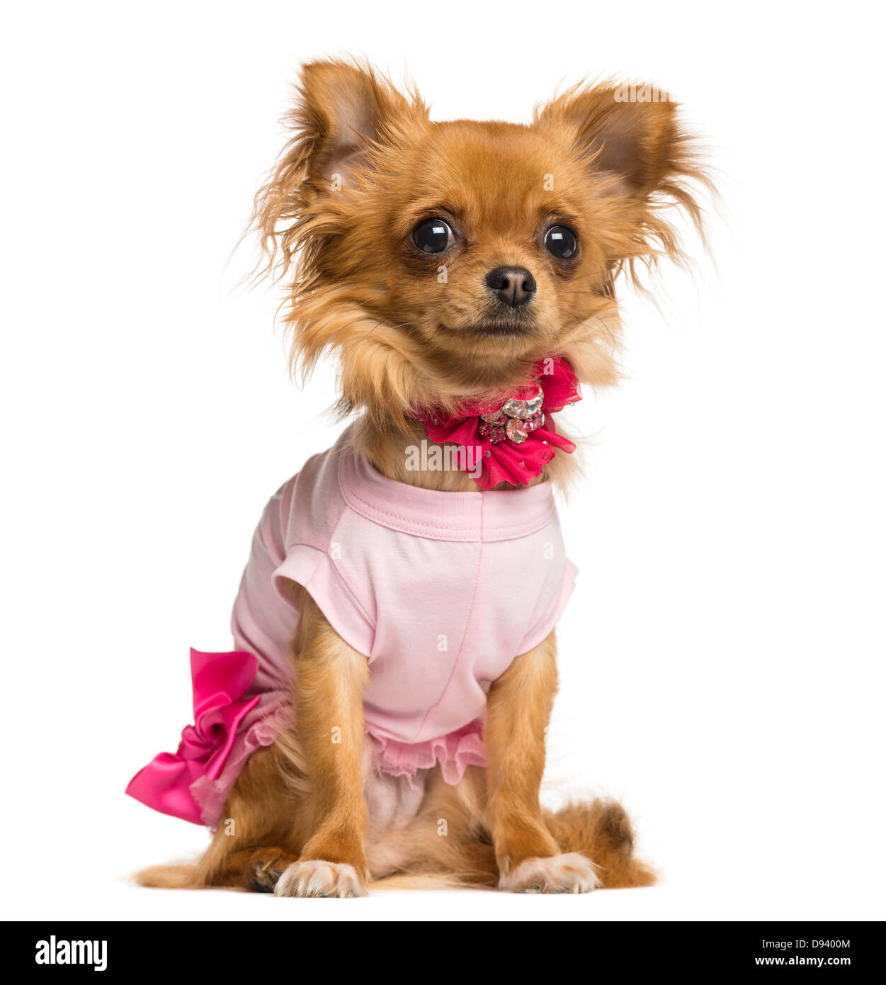 Chihuahua, 10 Monate alt, sitzt vor weißem Hintergrund verkleidet Stockfoto
