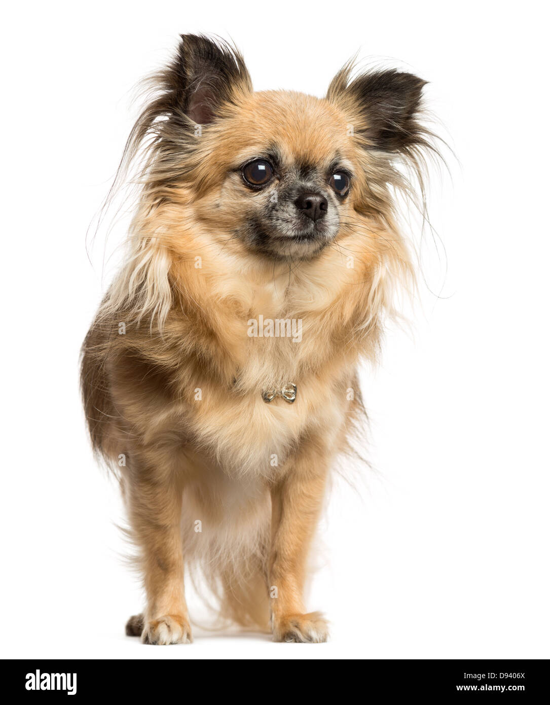 Chihuahua, 4 Jahre alt, stehen auf weißen Hintergrund Stockfoto