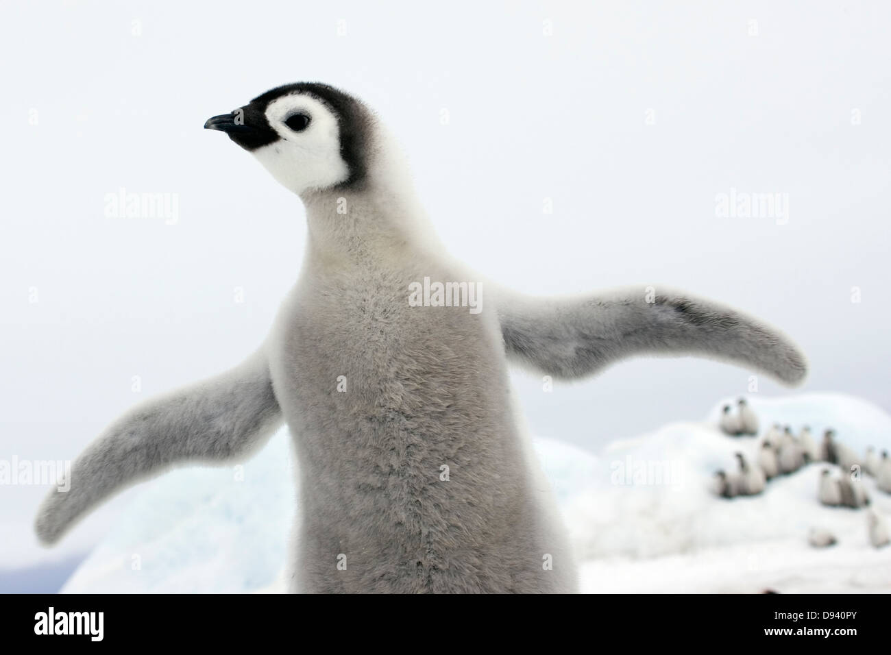 Kaiserpinguine, Jungvögel, die Antarktis. Stockfoto