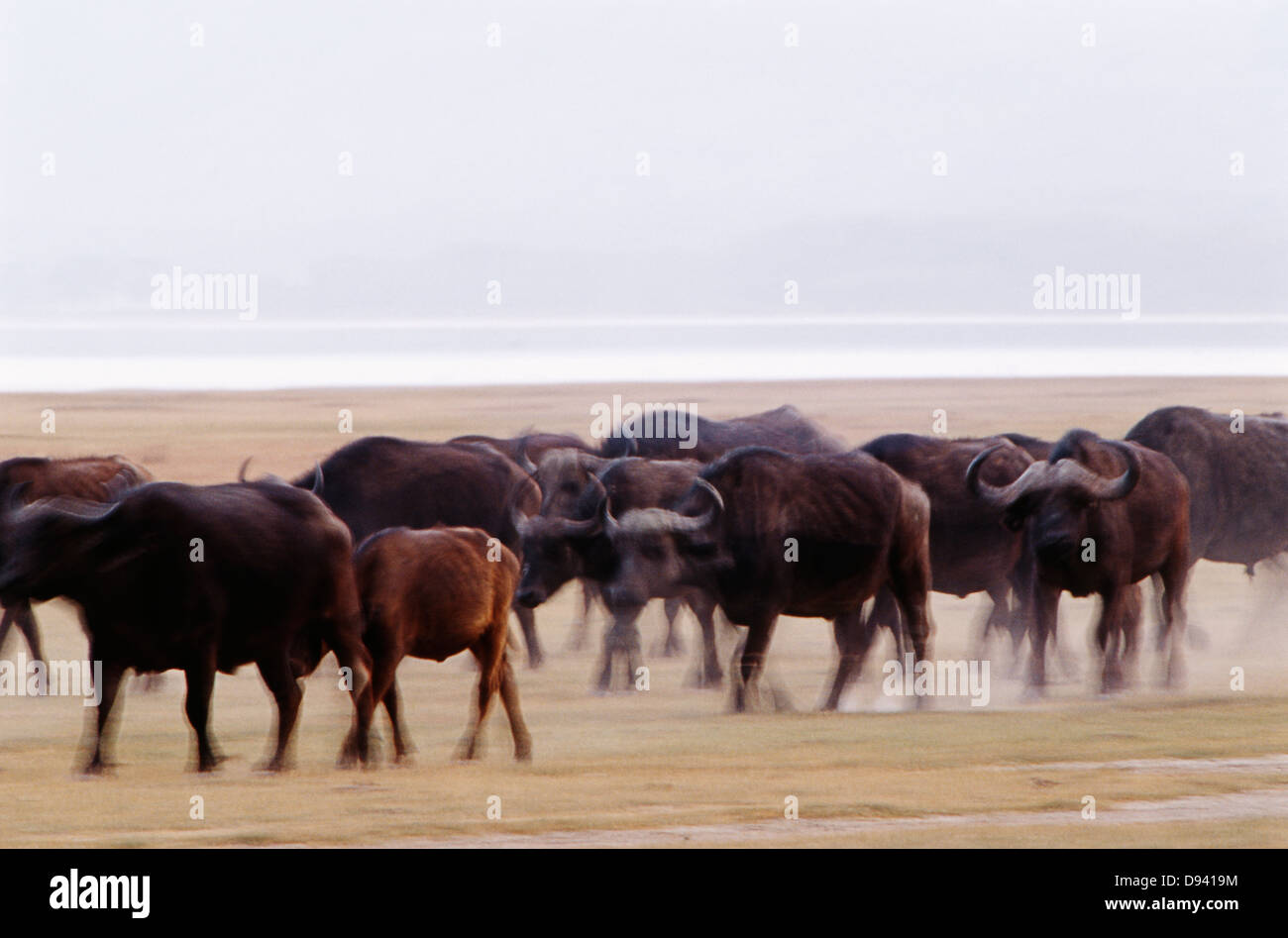 Afrikanischer Büffel (Syncerus Caffer) unterwegs auf savannah Stockfoto