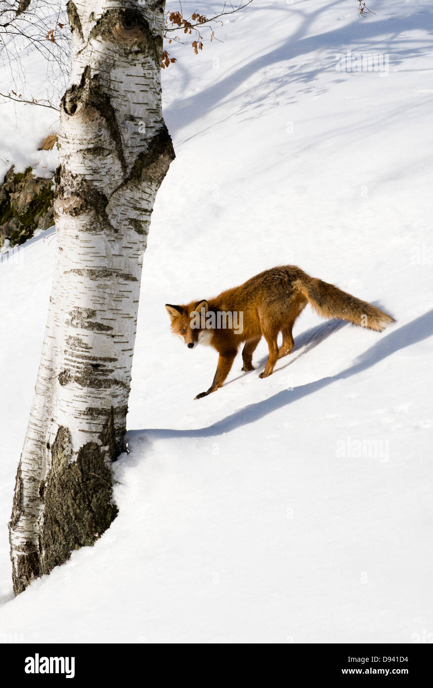 Roter Fuchs im Schnee Stockfoto