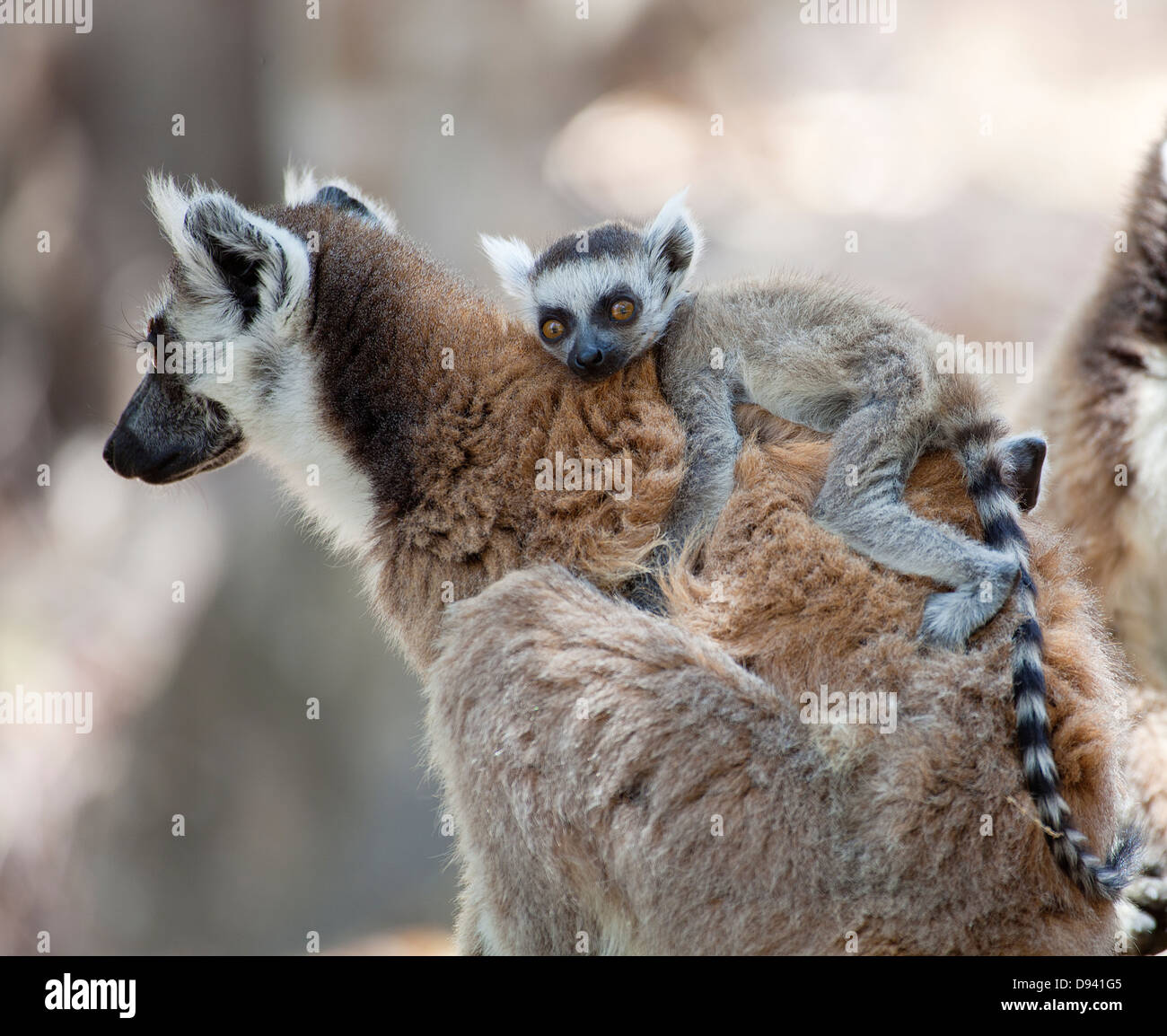Junge Lemur auf Erwachsene Rücken Stockfoto