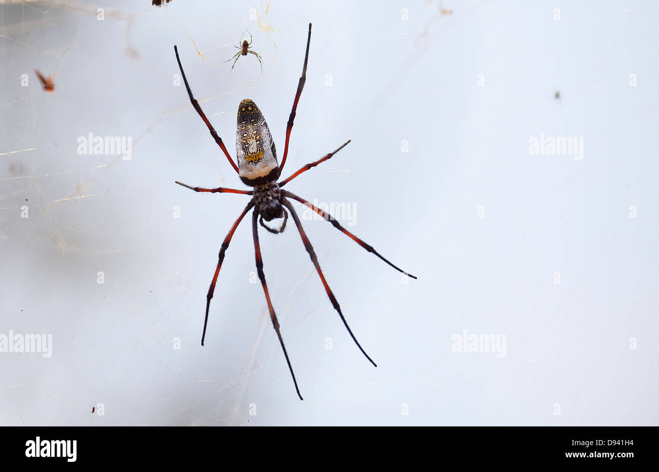 Zwei Spinnen Web, große und kleine Stockfoto