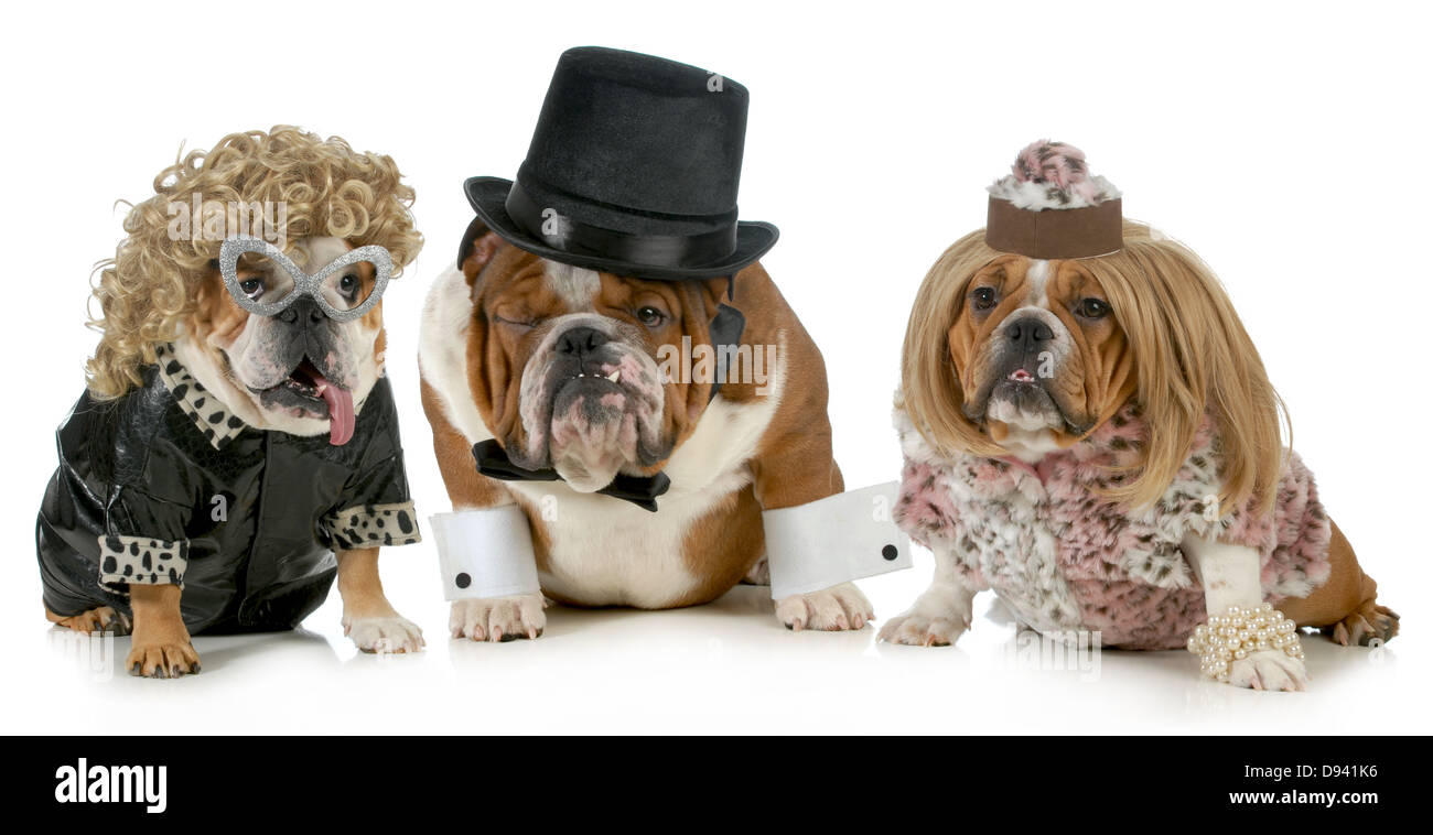 Bulldog Männchen mit zwei Weibchen alle gekleidet in der formalen Kleidung isoliert auf weißem Hintergrund Stockfoto