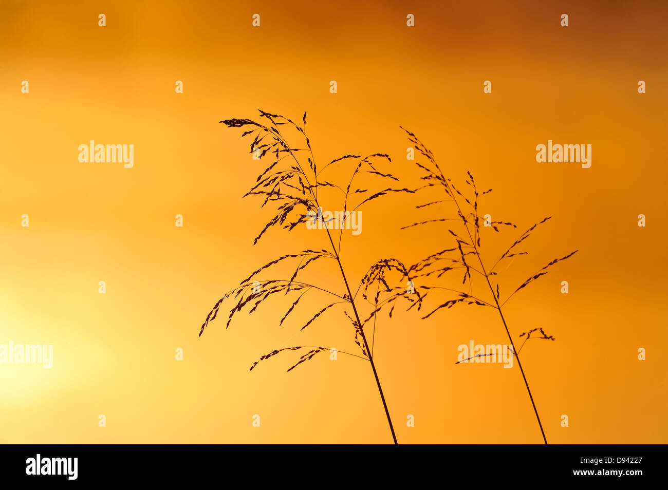 Reed gegen Himmel im Morgengrauen Stockfoto