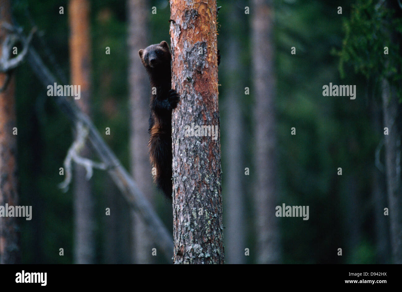 Wolverine Klettern Baumstamm. Stockfoto