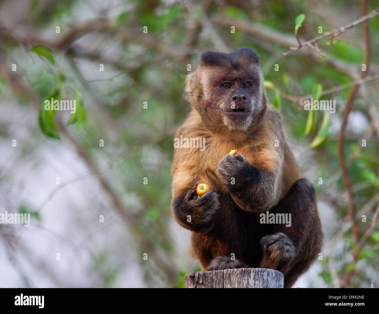 Affen essen Beerenfrucht Stockfoto