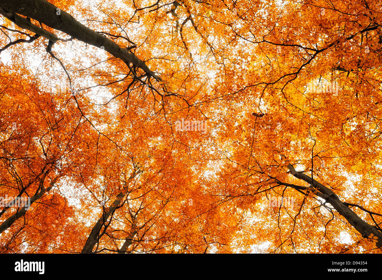 Blick nach oben der Baumkronen im Herbstlaub Stockfoto