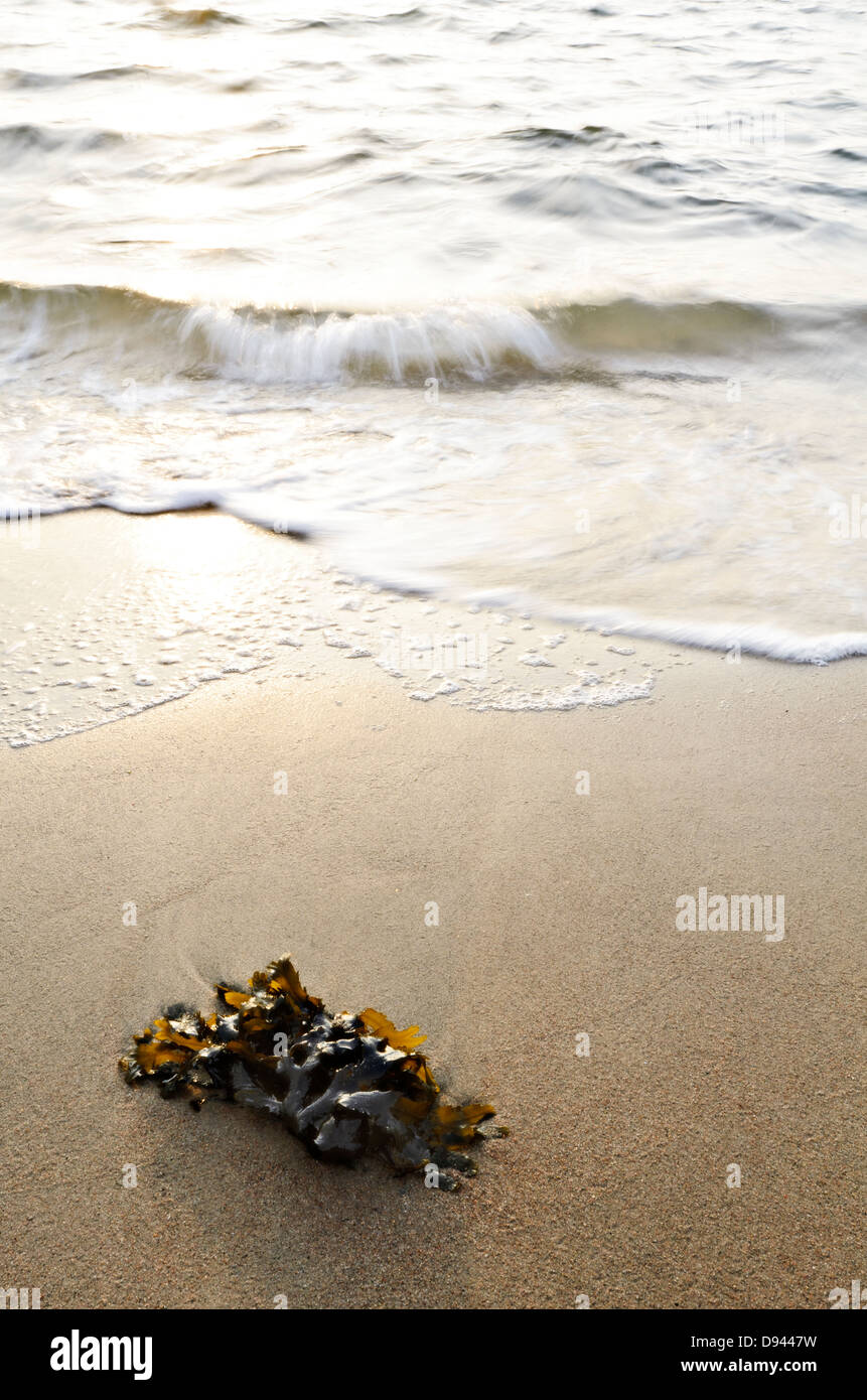 Algen am Sandstrand Stockfoto
