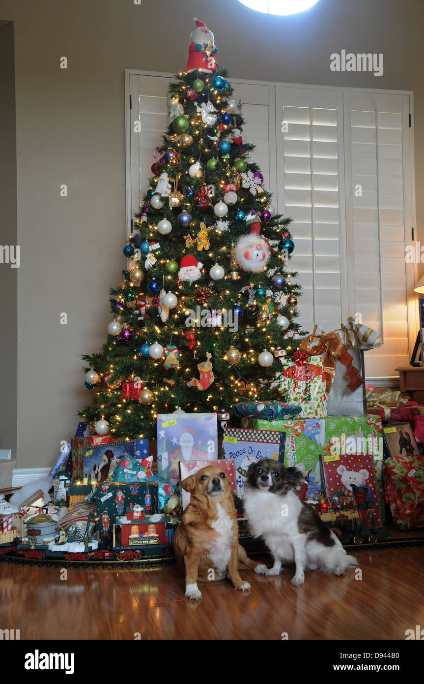 Zwei Haustier Chihuahuas vor nach Hause geschmückter Weihnachtsbaum mit Geschenken und Spielzeugeisenbahn Stockfoto