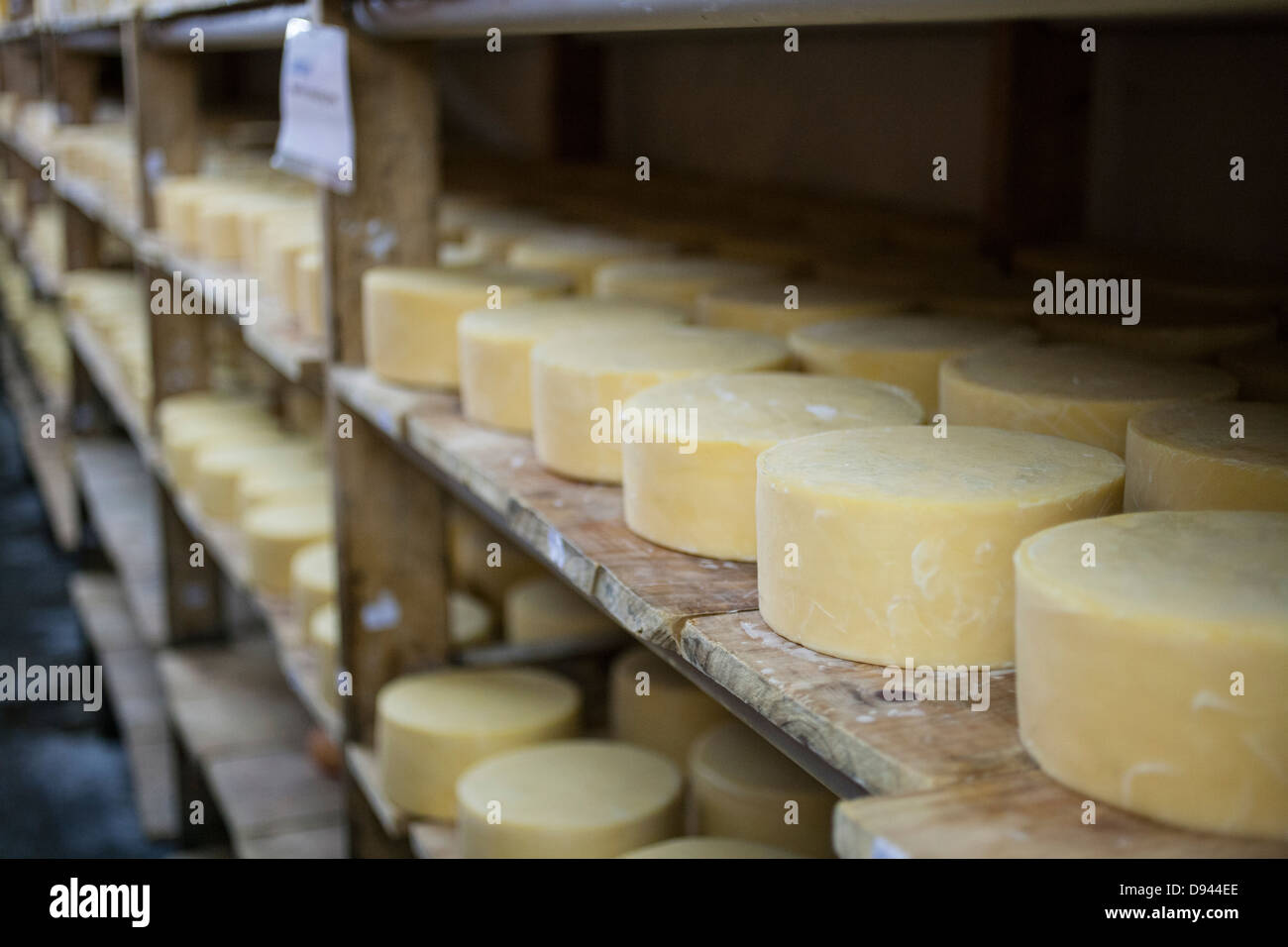 Käse runden Alterung auf Gestellen runden Cheddar-Käse Stockfoto