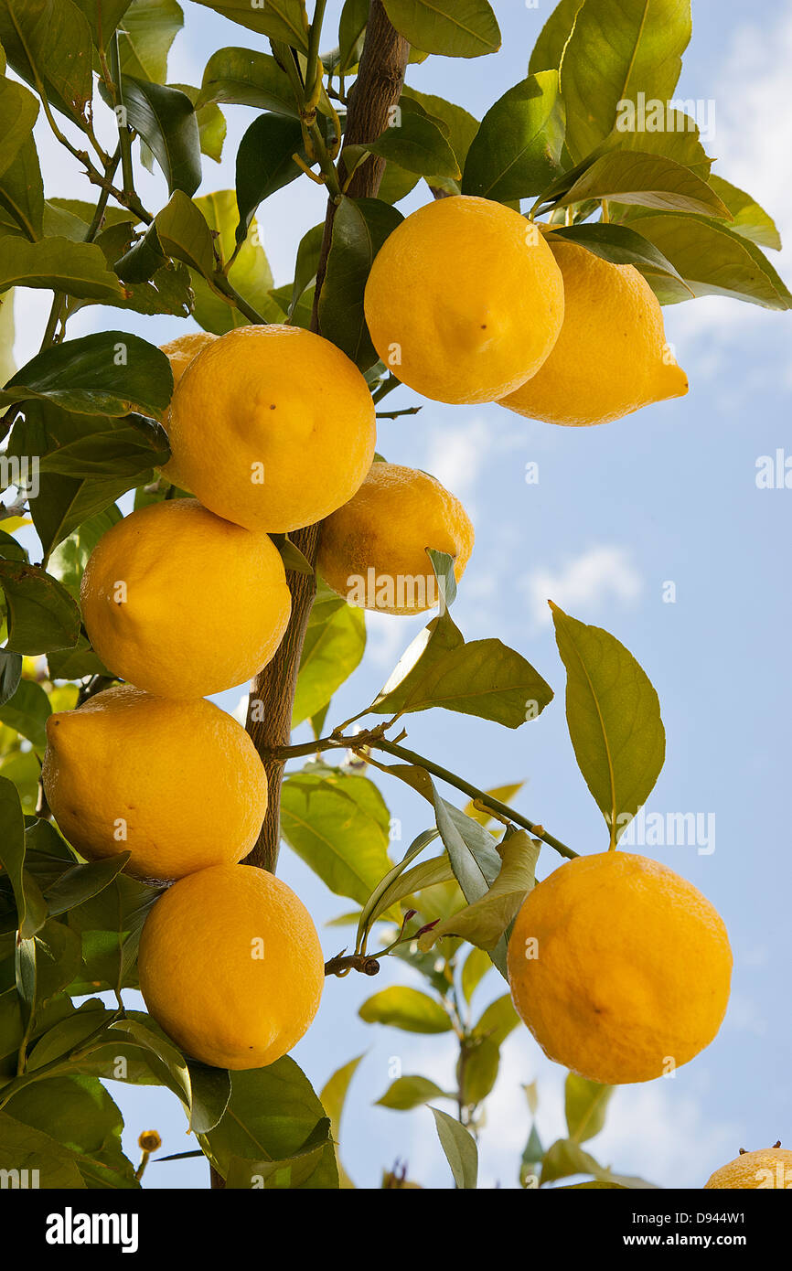 Niedrigen Winkel Ansicht von Zitronen am Baum Stockfoto