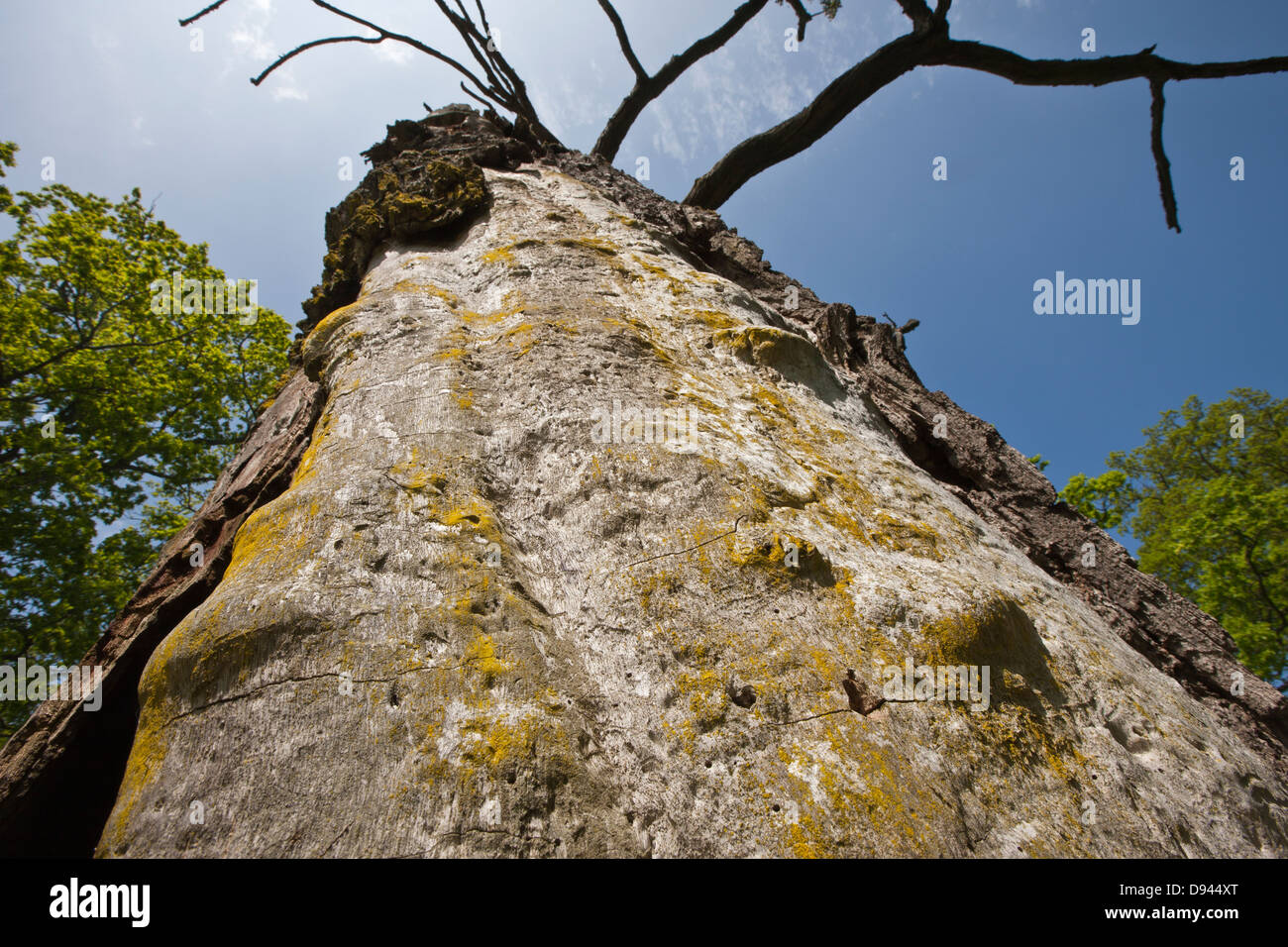Nahaufnahme des Toten Eiche Baumstamm Stockfoto
