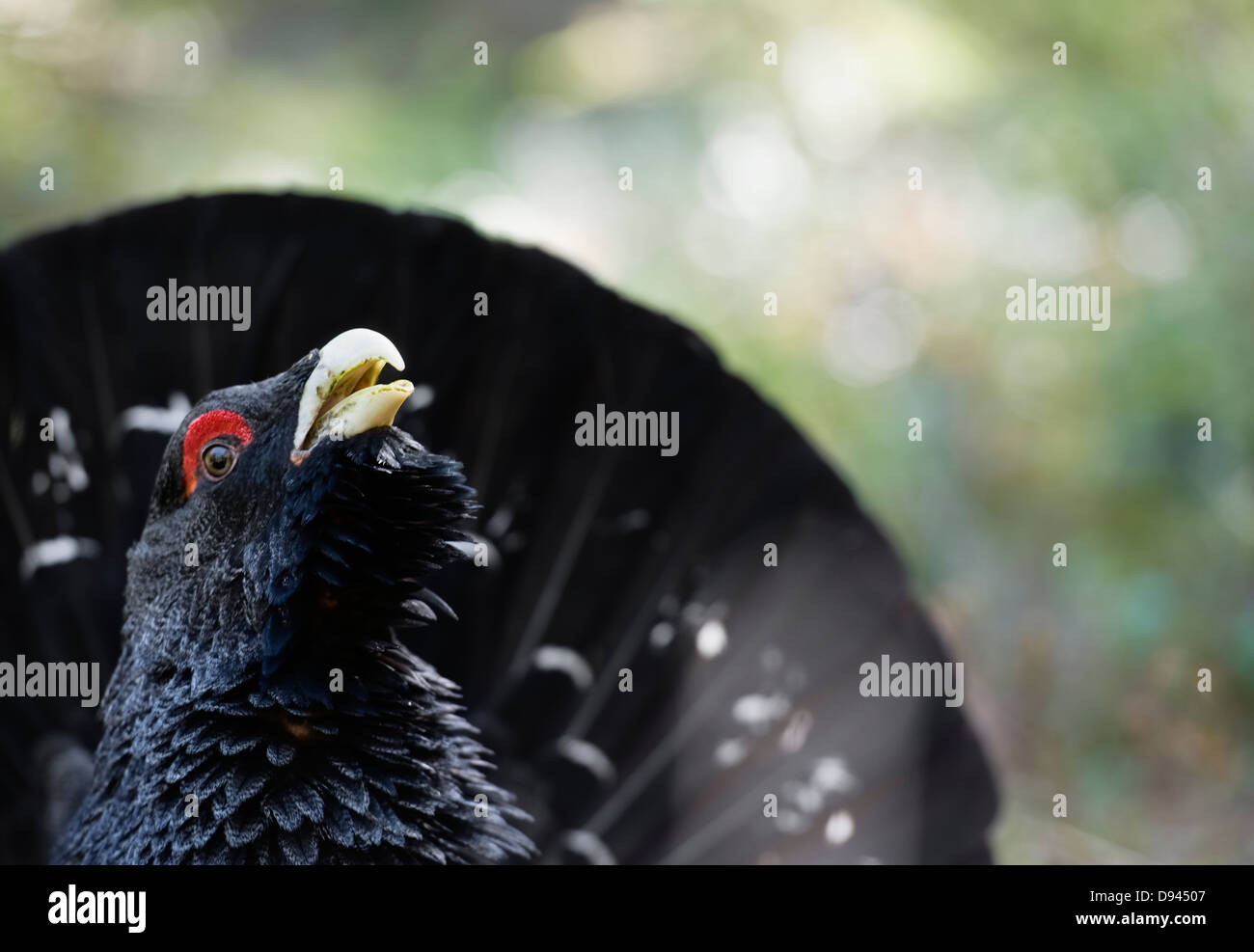 Hahn im freien Stockfoto