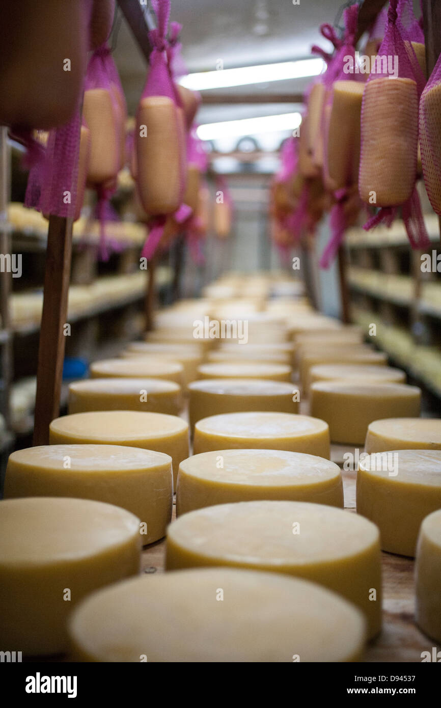 Käse runden Alterung auf Gestellen runden Cheddar-Käse Stockfoto