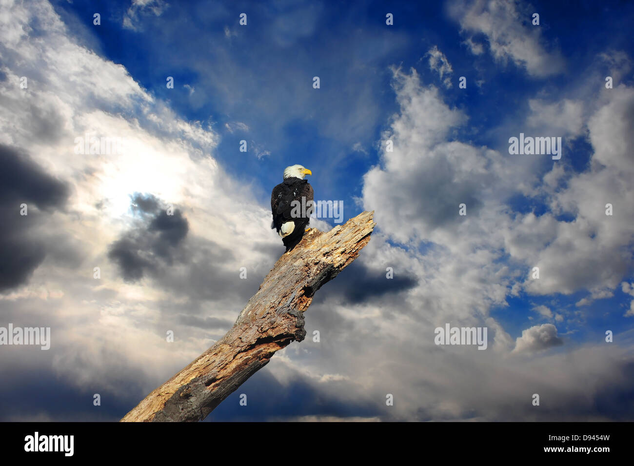 Alaska-Weißkopf-Seeadler thront in einem toten Baum, Blick auf eine turbulente Wolkenhimmel Stockfoto