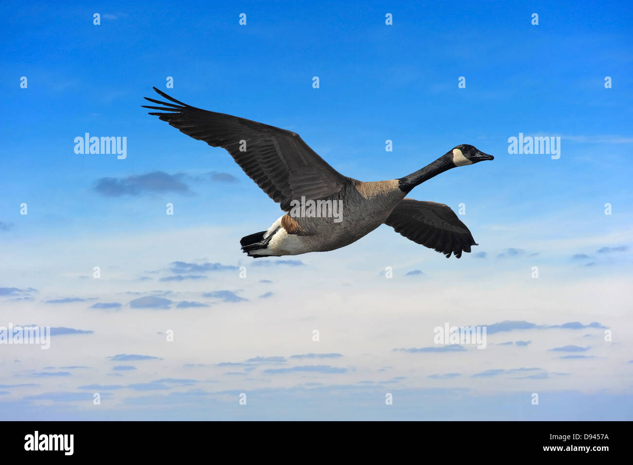 Canada Goose fliegen in einen blauen Himmel bei Sonnenuntergang in Maryland Stockfoto