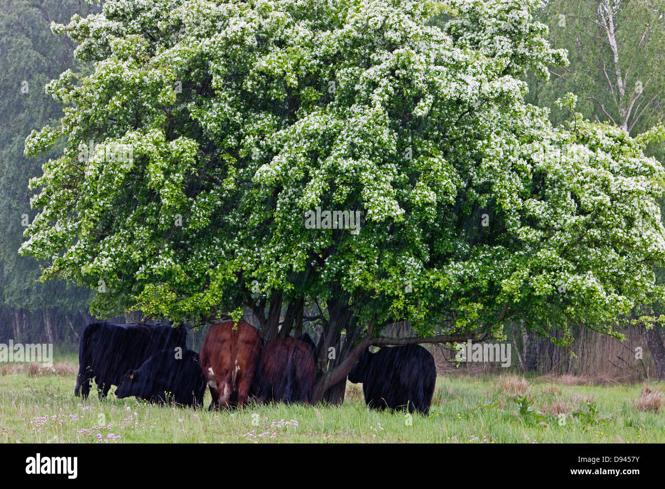 Kühe unter Baum Stockfoto