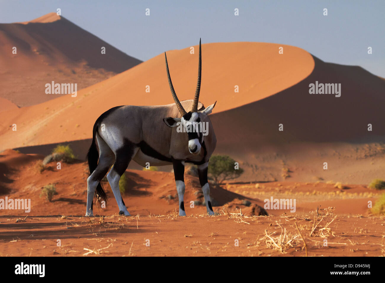 Oryx (Oryx) und Sanddünen, Namib-Naukluft-Nationalpark, Namibia, Afrika Stockfoto