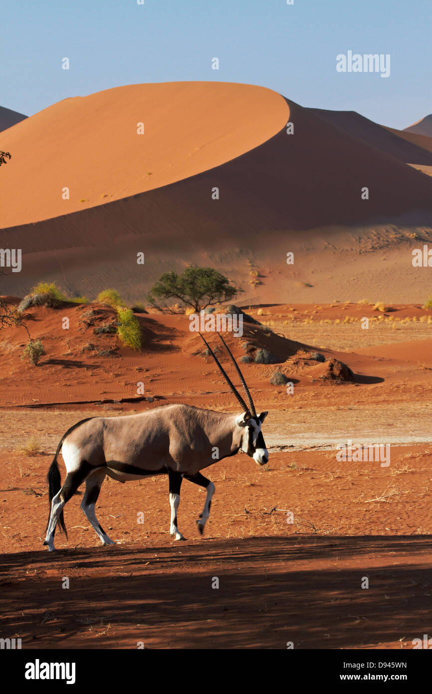 Oryx (Oryx) und Sanddünen, Namib-Naukluft-Nationalpark, Namibia, Afrika Stockfoto