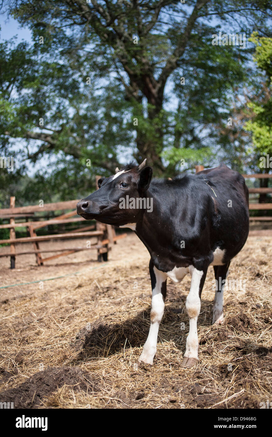 eine Kuh in einem Feld mit einem Zaun hinter ihm Stockfoto