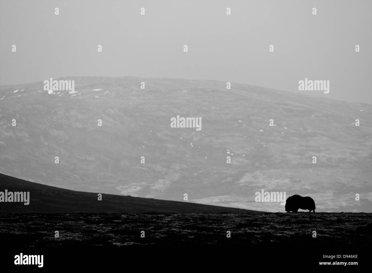 Moschusochsen in Berglandschaft im Herbst, Norwegen. Stockfoto