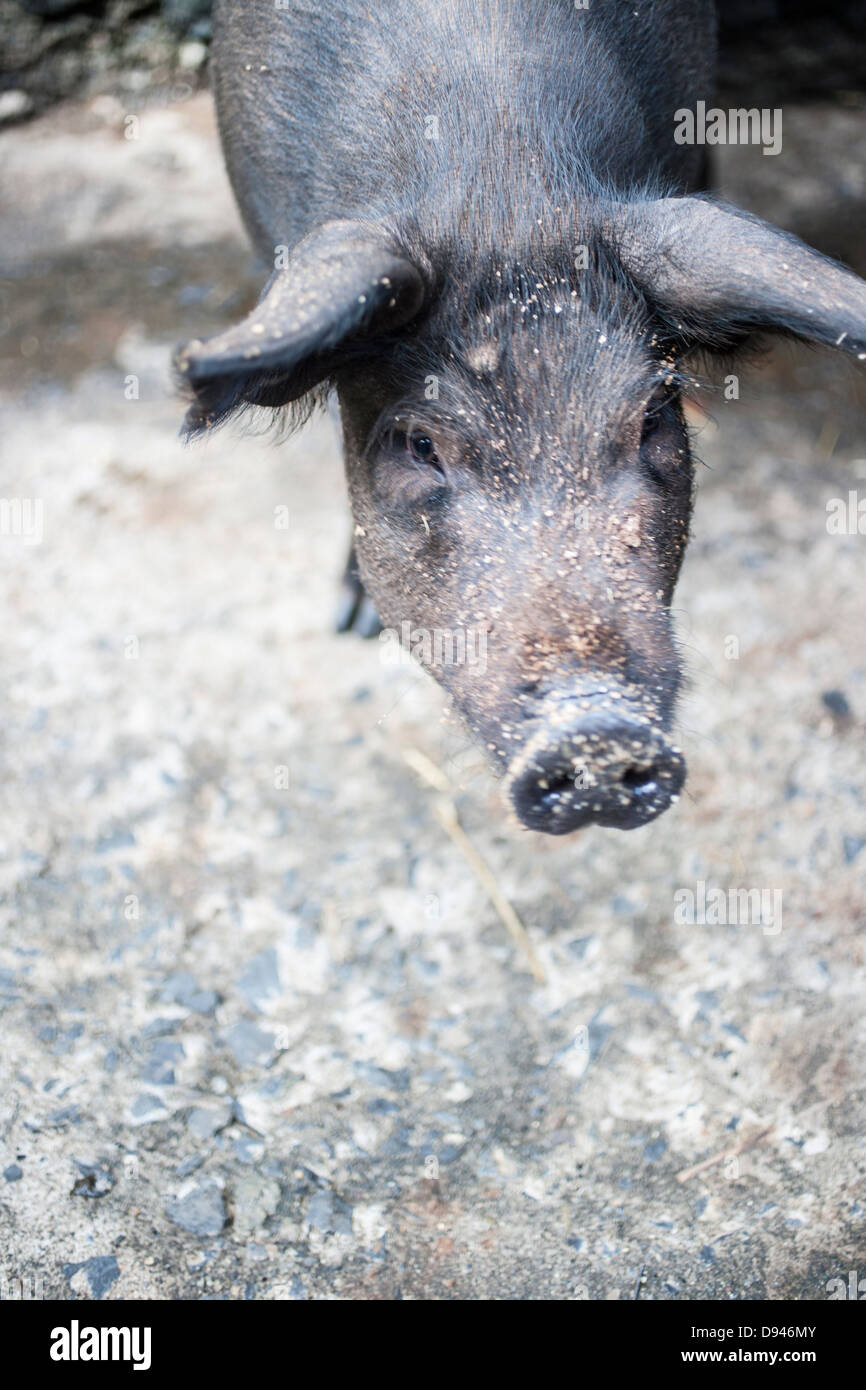 ein großes Schwein in einem Schweinestall Stockfoto