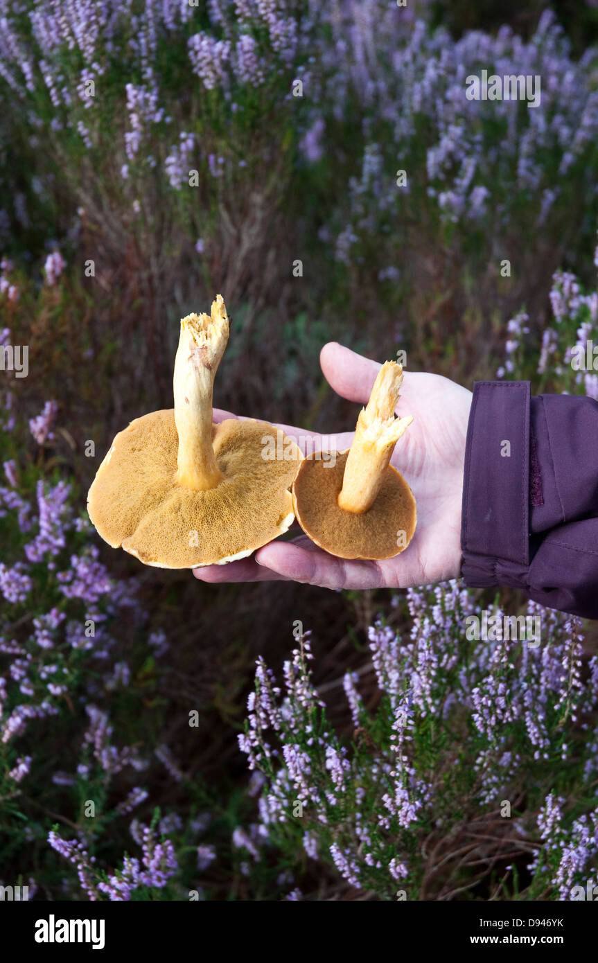 Futter für wilde Steinpilzen Pilze auf einem Spaziergang in einem Wald in Northumberland, England, UK. Stockfoto