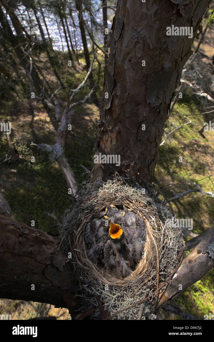 Nest der Misteldrossel Thrush, Halden, Norwegen. Stockfoto
