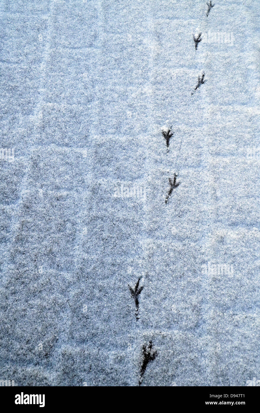 Vogel-Fußabdruck auf Schnee Stockfoto