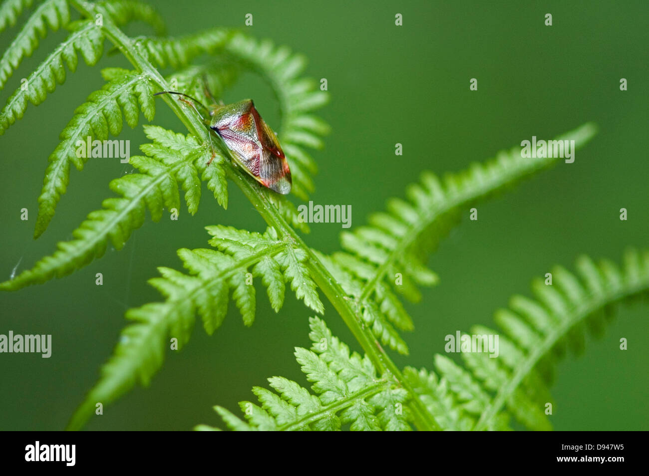 Ein Insekt, close-up. Stockfoto