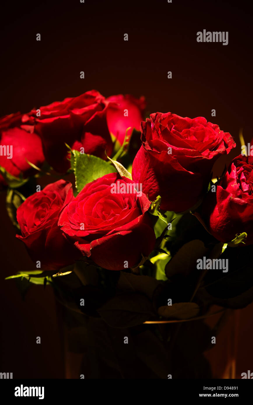 Rote Rosen mit starkem Kontrast in Dark ambient Stockfoto