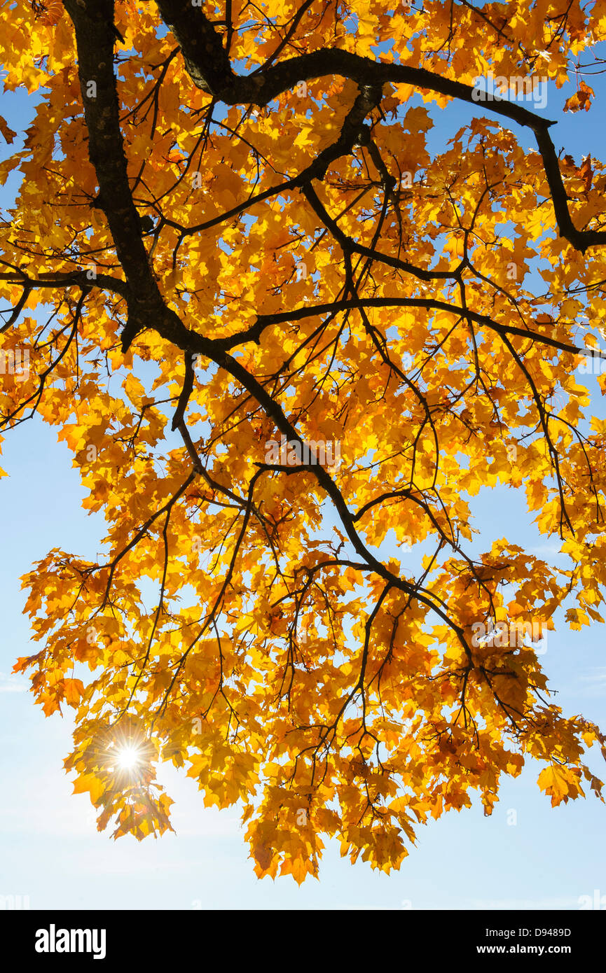 Gelbe Blätter gegen blauen Himmel Stockfoto