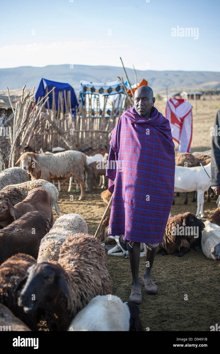 Massai-Familie hüten Ziegen in Kenia Stockfoto