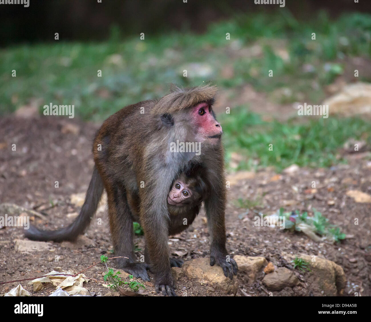 Makaken tragen junge Stockfoto