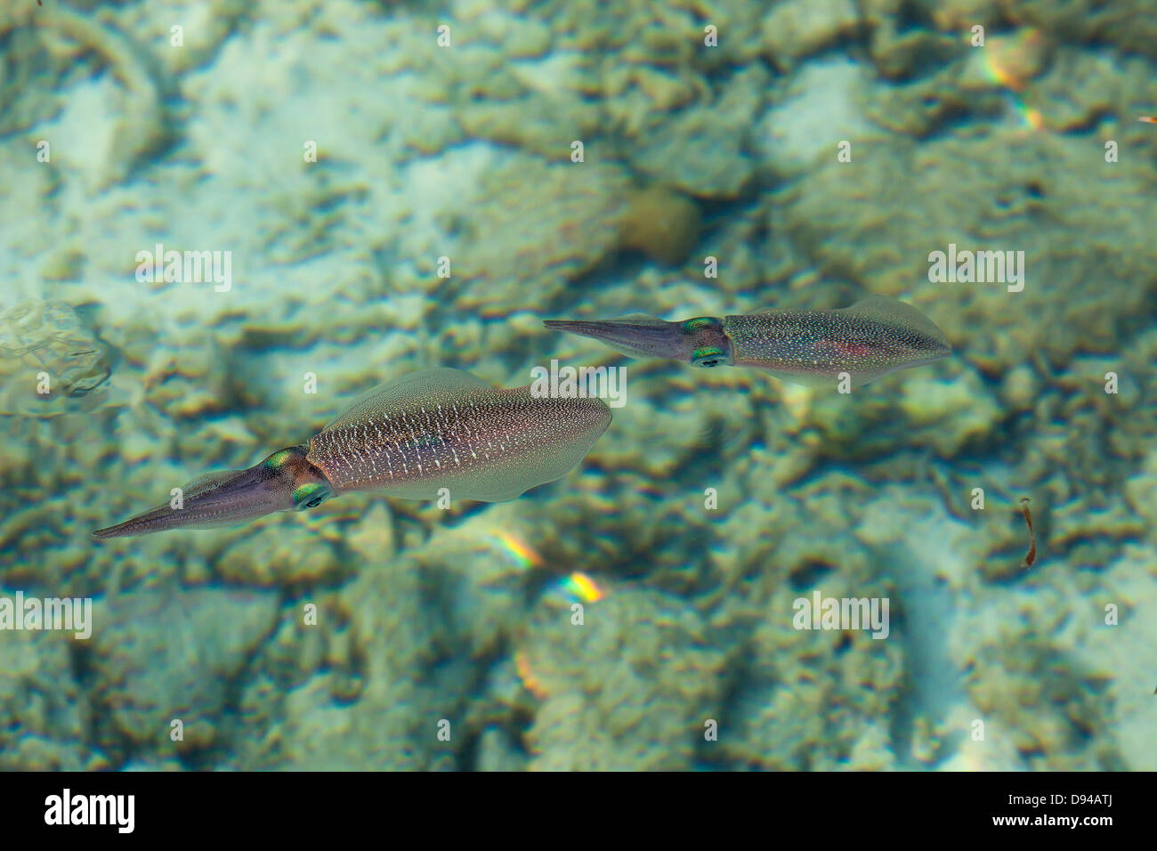 Zwei junge Tintenfische im seichten Wasser schwimmen Stockfoto