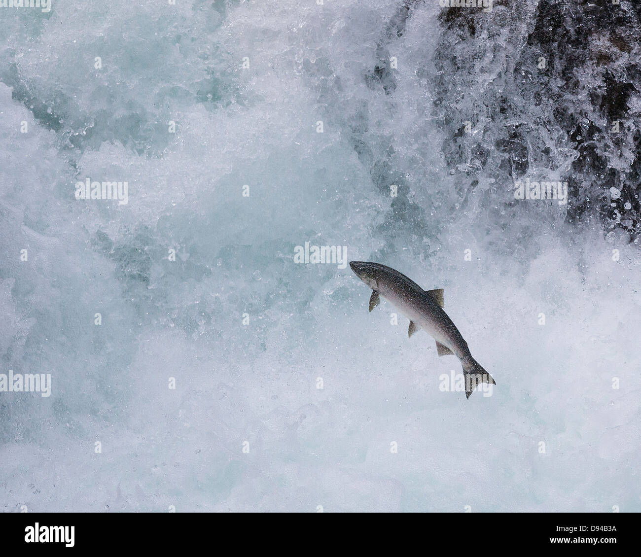 Lachs im Stream springen Stockfoto