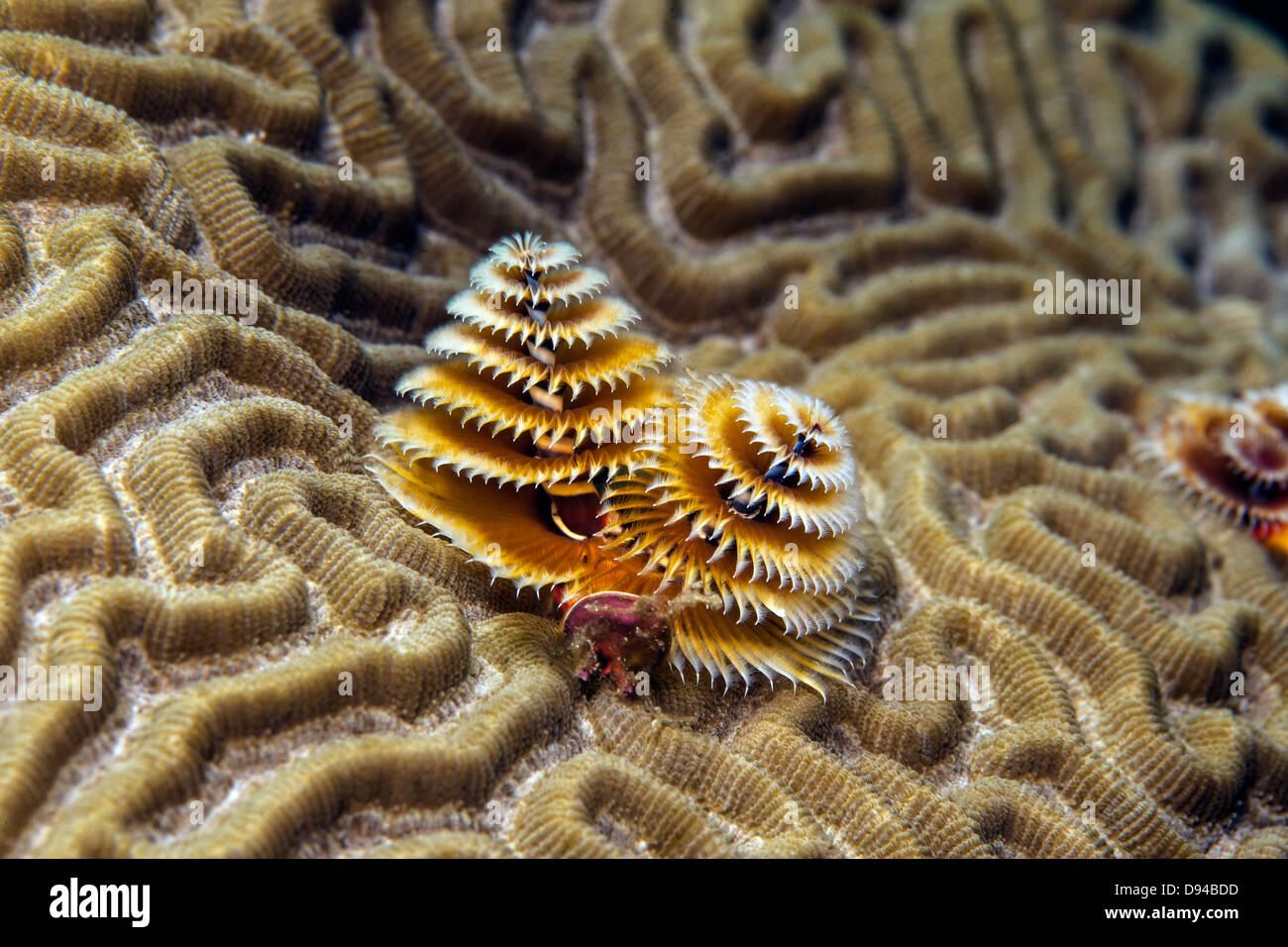 Korallenriff Korallenriffe unter Wasser Stockfoto
