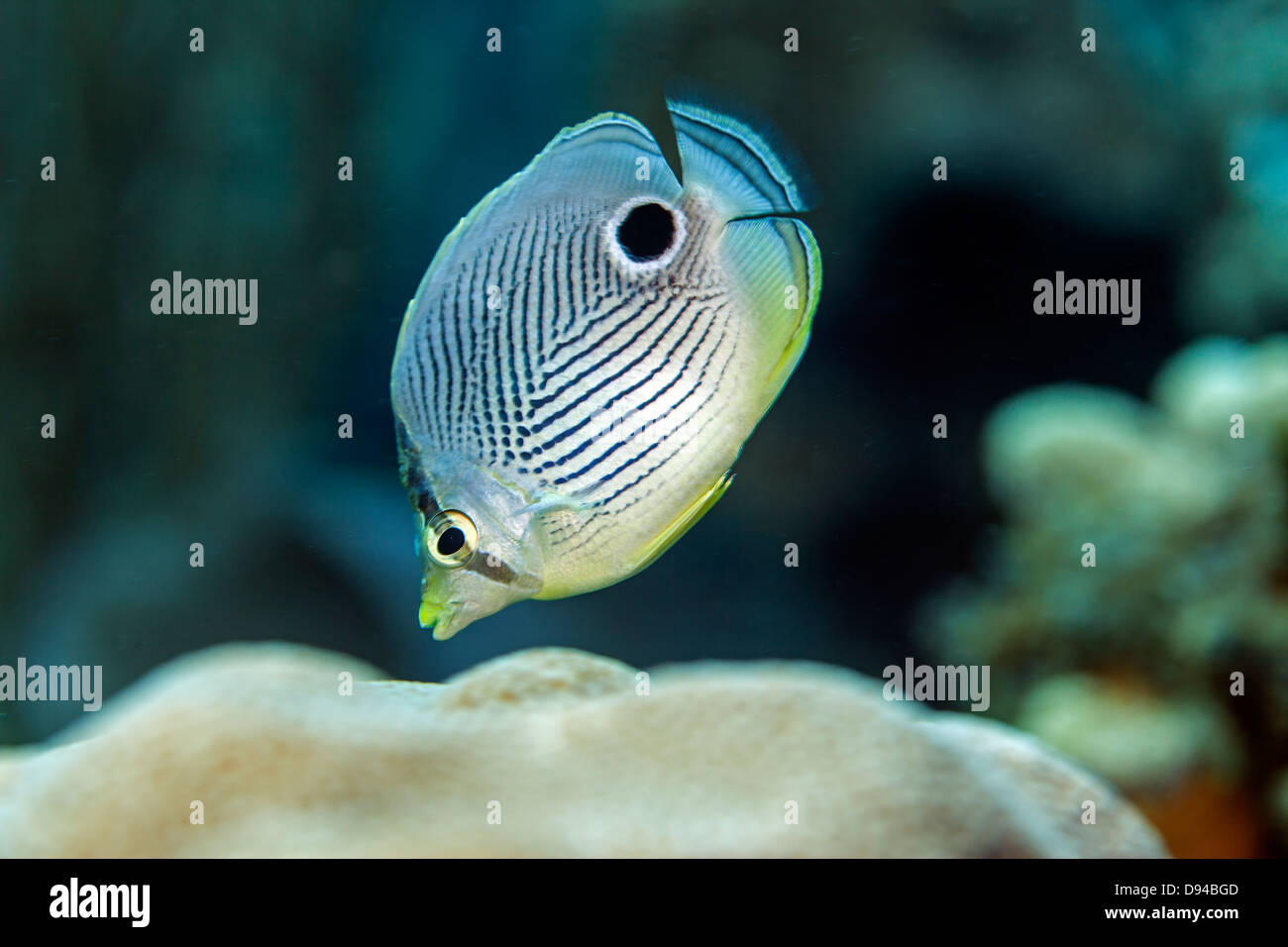 Das vier-Augen Butterflyfish, Chaetodontidae Capistratus ist ein Butterflyfish, Familie Chaetodontidae Stockfoto