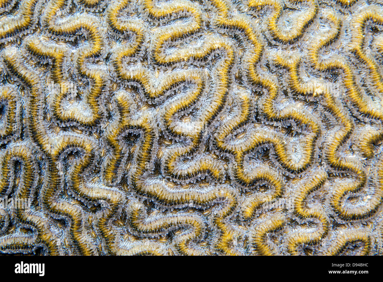 Colpophyllia Natans, Boulder Hirnkoralle und große gerillt Hirnkoralle genannt ist eine Art von Stony coral Stockfoto