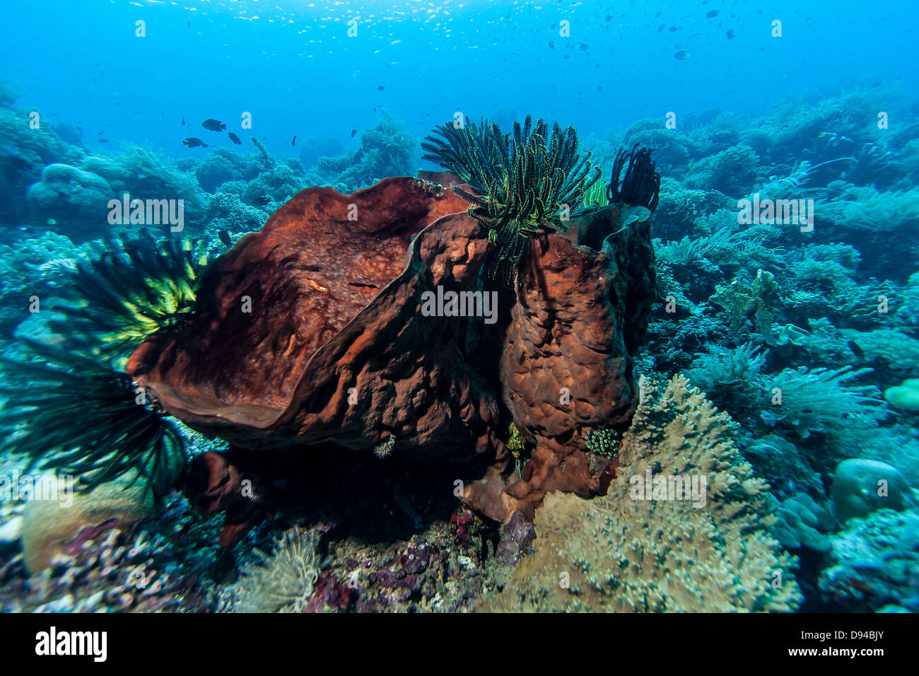 Bunaken National Marine Park. Bunaken liegt an der Nordspitze der Insel Sulawesi, Indonesien Stockfoto