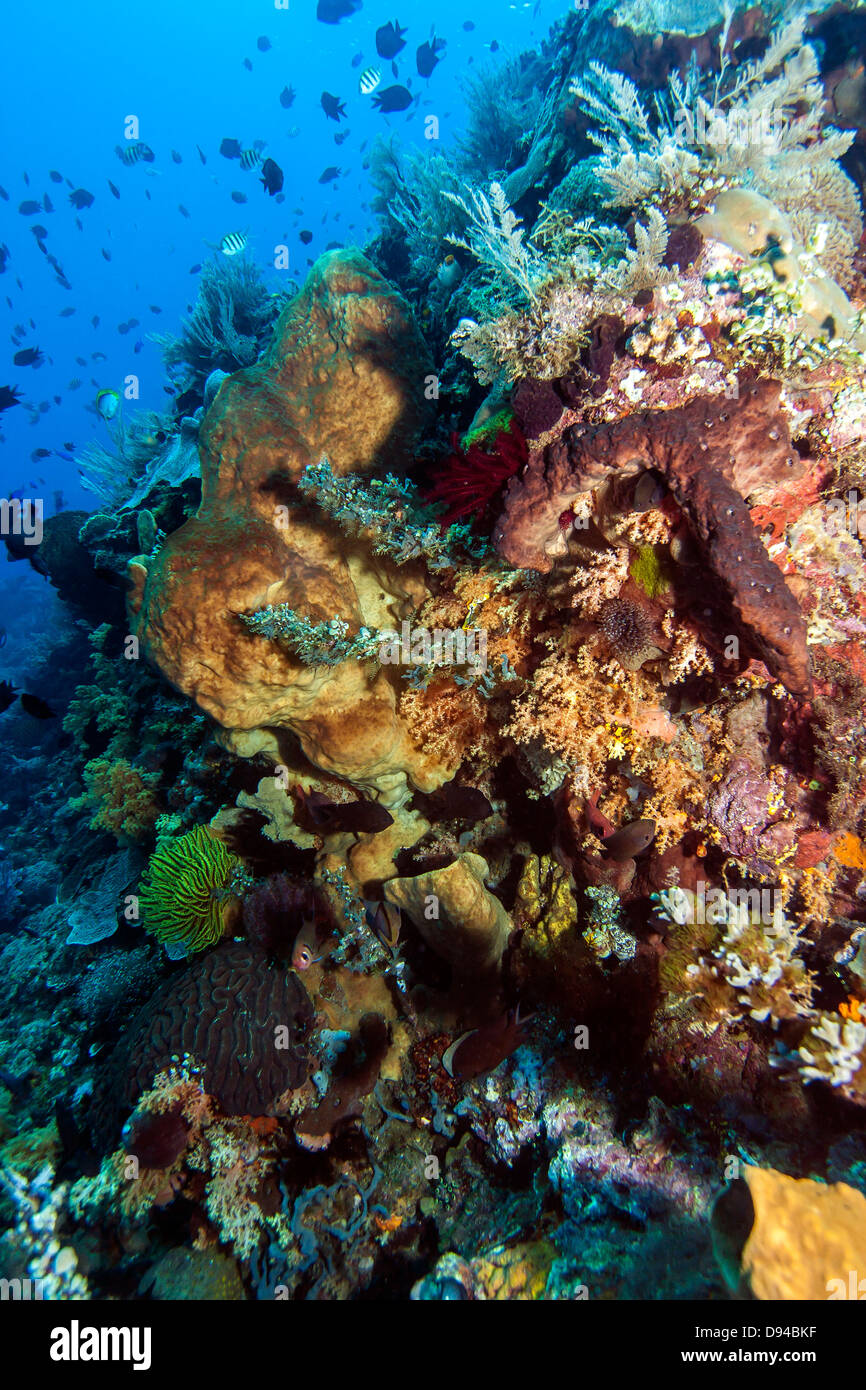 Bunaken National Marine Park. Bunaken liegt an der Nordspitze der Insel Sulawesi, Indonesien Stockfoto