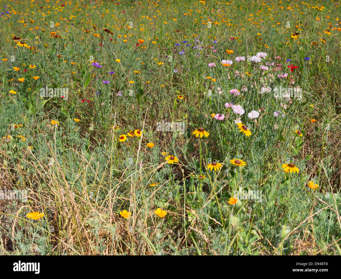 Wildblumenwiese in Sea Pines Forest Preserve, Hilton Head Island, South Carolina. Stockfoto