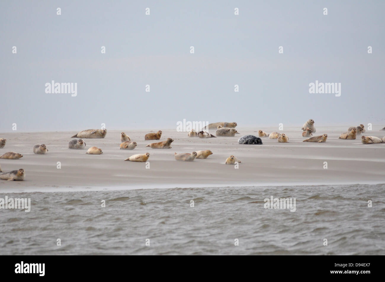 Seehunde auf Sandbank in der Nähe von Pellworm, Deutschland, Phoca vitulina Stockfoto