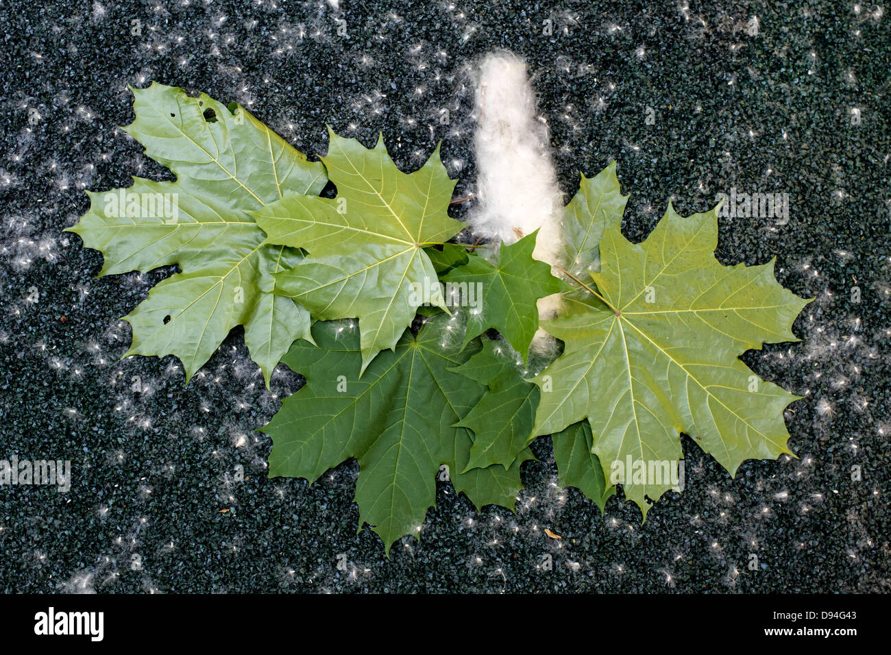 Grüne Ahornblätter und Silberpappel Flaum auf einem dunkelgrünen Hintergrund Stockfoto