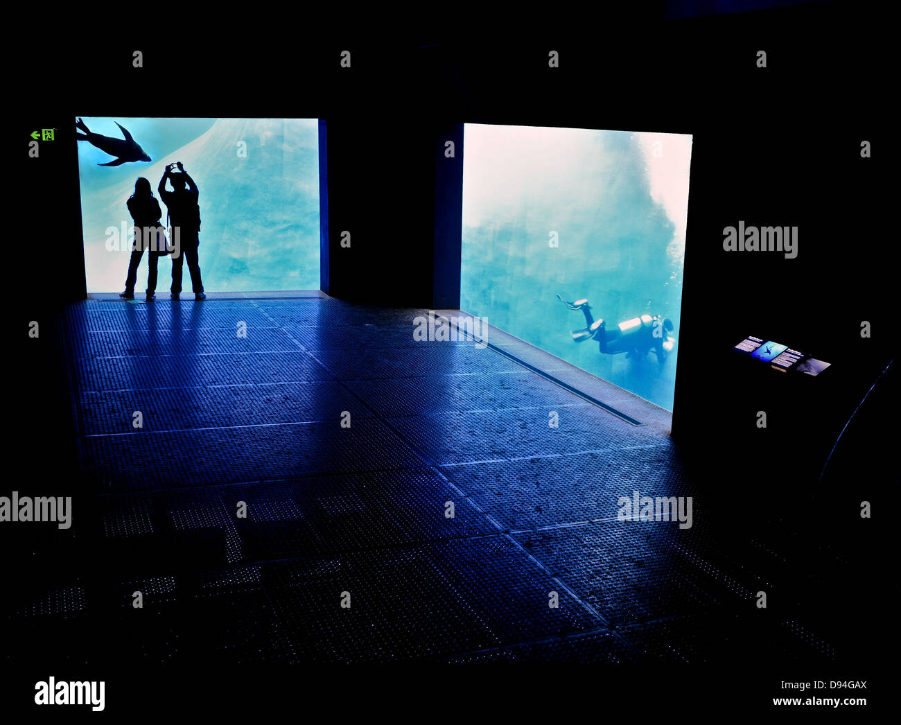 Ein paar versuchen, eine Nahaufnahme Foto einer Dichtung (Seelöwen) wie ein Taucher reinigt ein gigantisches Aquarium. Stockfoto