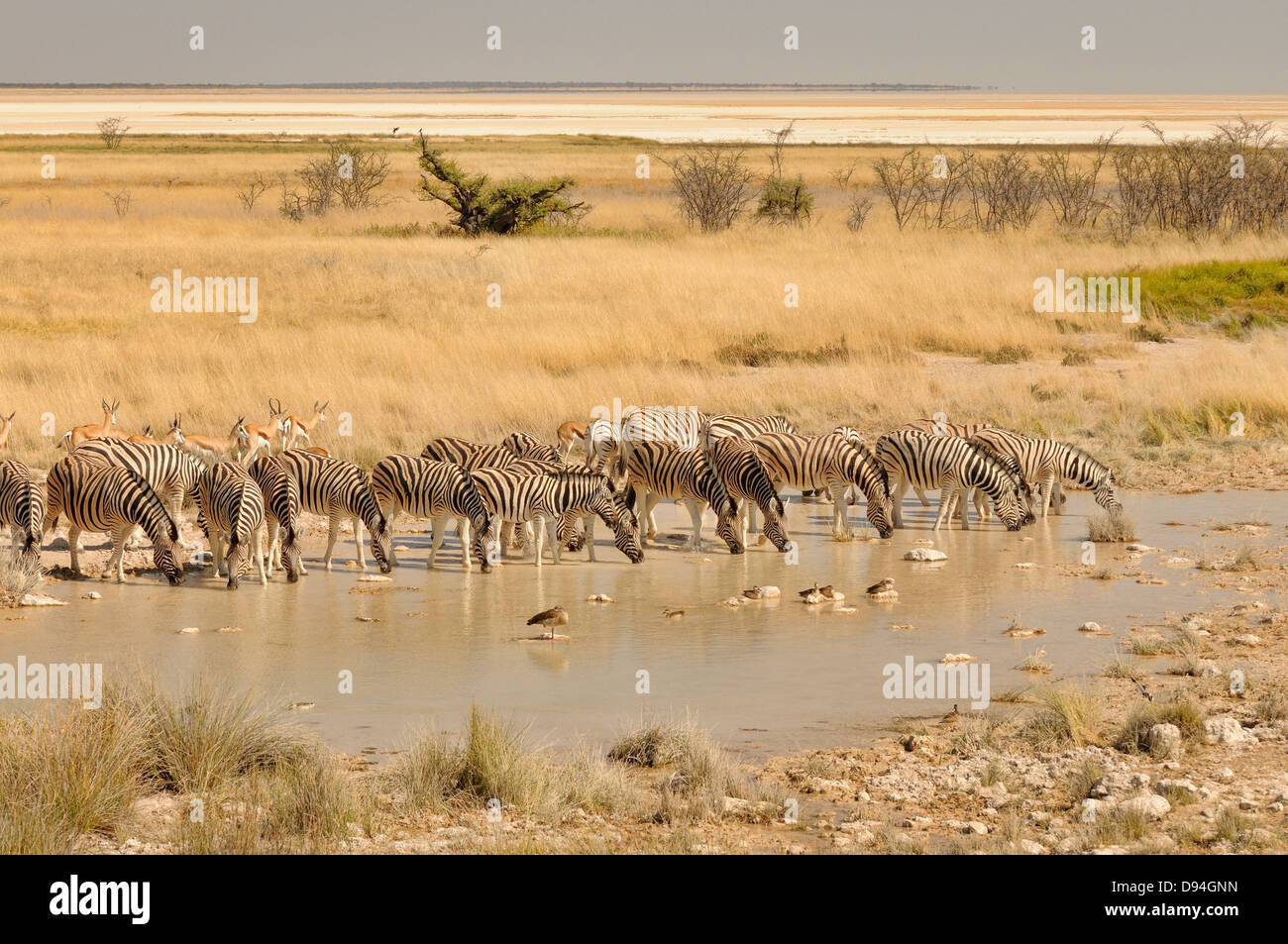 Burchell Zebra Equus Quagga Burchellii fotografiert trinken am Wasserloch im Etosha Nationalpark, Namibia Stockfoto