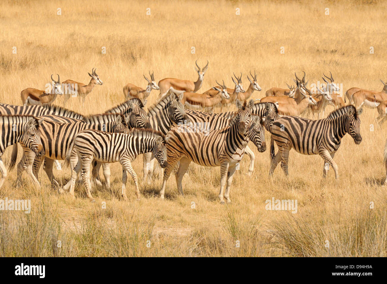 Burchell Zebra, Equus Quagga Burchellii und Springbock, Antidorcas Marsupialis, fotografiert im Etosha Nationalpark, Namibia Stockfoto