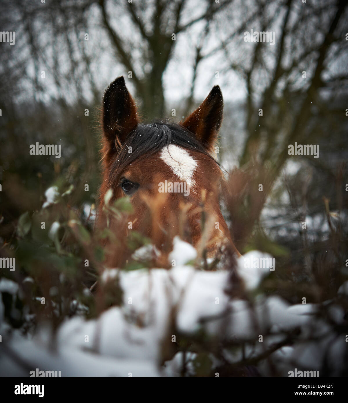 Ein Pferd mit Blick auf eine verschneite Hecke Stockfoto